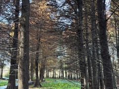 -溱湖国家湿地公园