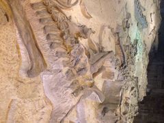 iphone_upload_pic-自贡恐龙博物馆