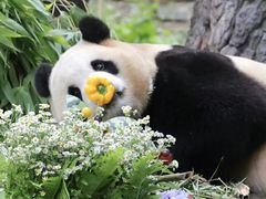 -卧龙中华大熊猫苑神树坪基地