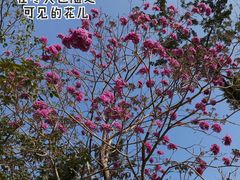-深圳博林圣海伦酒店