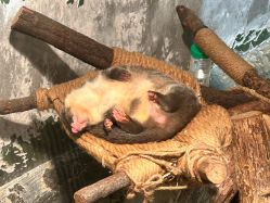 -Zoolung Zoolung动物主题公园(海信广场店)