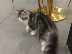 -飞行喵MR PILOT|猫舍·猫咖(静安大融城店)