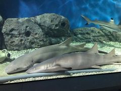 -福州罗源湾海洋世界旅游区