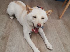 -柴迷FANS CLUB·柴犬狗咖·猫咖