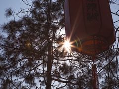 -合肥滨湖国家森林公园