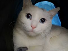 -康乐宝动物医院