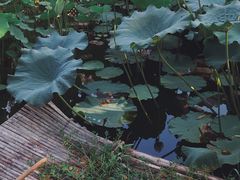 -上海醉白池公园