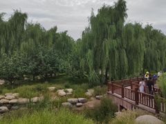 -莲花池公园
