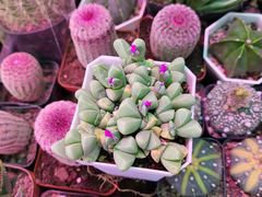-花鸟鱼虫鲜花绿植市场(玉泉路店)