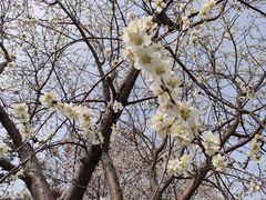 -桃花堤公园