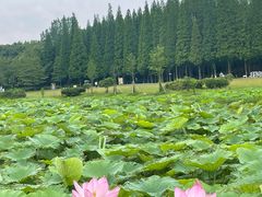 -宜兴龙背山森林公园