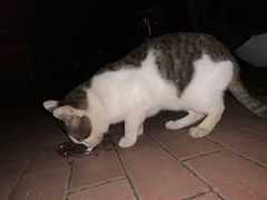 -爱佳宠物中心医院24H·CT·骨外科·猫专科(瑶海万达店)