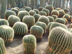 -南山植物园