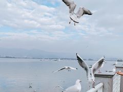 -海埂大坝
