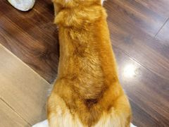 -柯斗斗主题餐厅·狗咖·围炉煮茶·茶饮(国瑞升平里店)