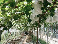 -马陆小张葡萄园农家乐