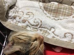 -北京佳信宠物医院