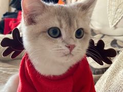 -猫大福·Fortune Cat猫舍(百子湾店)