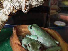 -酷以爬仙阁实体爬宠店·守宫·蜥蜴·专业繁育