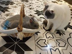 -遇见羊驼·奶狗咖·布偶猫咖·法斗柯基柴犬阿拉斯加(春熙路太古里IFS店)
