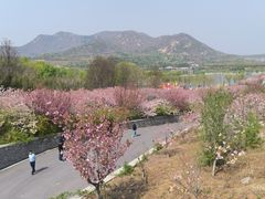 -樱花山风景区