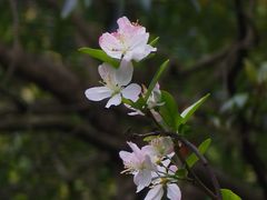 -金花茶公园