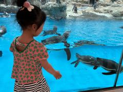 -帝企鹅自助餐厅•儿童岛•真企鹅(长隆企鹅酒店)