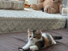 -Bastet sally猫舍购宠(静安店)