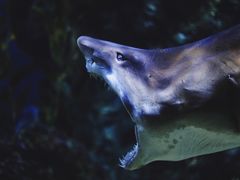 -暹罗海洋世界