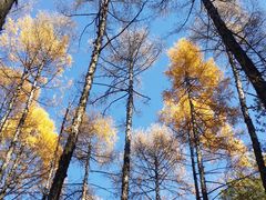 -北极村旅游风景区