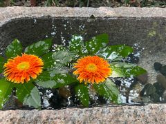 -天目湖御水温泉·度假酒店