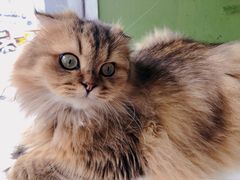 -猫亿天猫咖