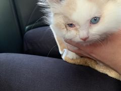 -喵百万·布偶·蓝金金渐层英短·猫舍(百子湾店)