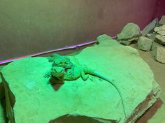 -迪拜水族馆及水下动物园