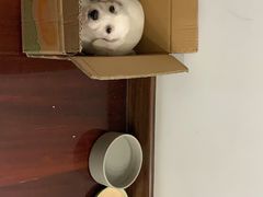 -申普宠物医院·眼科·心内科·影像科(普陀分院)