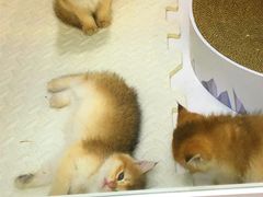 -青奢宠物·青奢猫舍