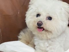 -安安宠医宠物医院·异宠·犬猫内科(岳阳分院)