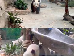 -灵玲国际马戏城