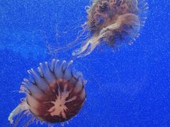 -上海海洋水族馆
