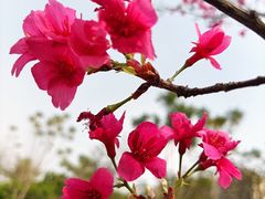 -王借岗森林公园