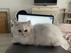 -猫大福·Fortune Cat猫舍(百子湾店)