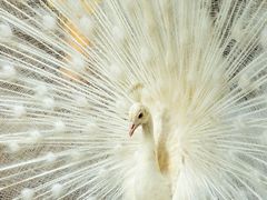 -泉州海丝野生动物世界