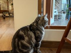 -有猫主题·治愈系猫咖(曾厝垵店)