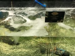 -Isla Sugbu Seafood City