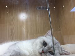 -屋虎猫馆(宝安大仟里店)