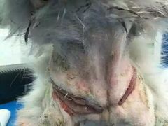 -仁华宠物医院(青羊店)