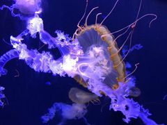 -成都浩海立方海洋公园