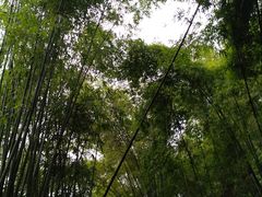 -川西竹海景区