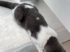 -灵美宠物诊所