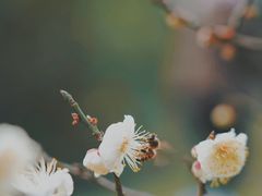 -蜀冈西峰生态公园